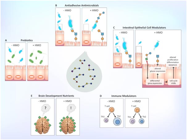 Impact of oligosaccharides