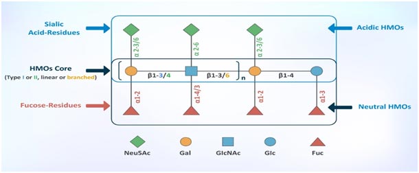 Structural-aspects-of-human-milk