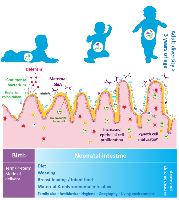 Diagrammatic representation of the role of gut microbiota in immune development during early life