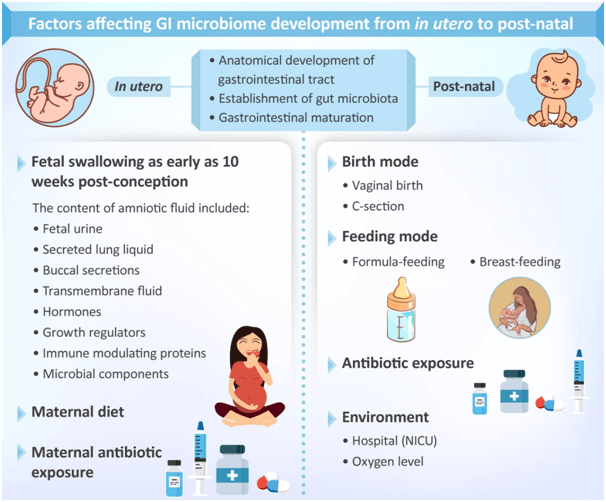Pattern of Gut Colonization in Infants figure 2