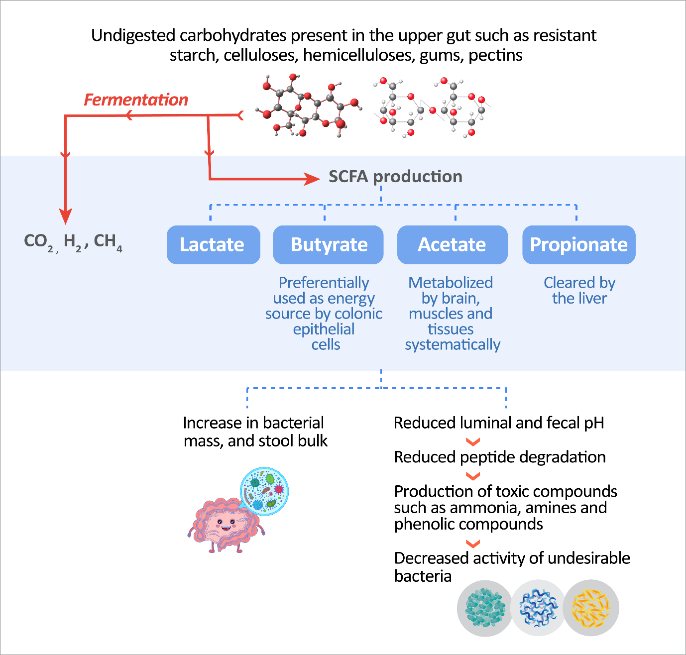 Role Of Prebiotics In Promoting Healthy Bacteria And Discouraging Harmful Bacteria Figure 1