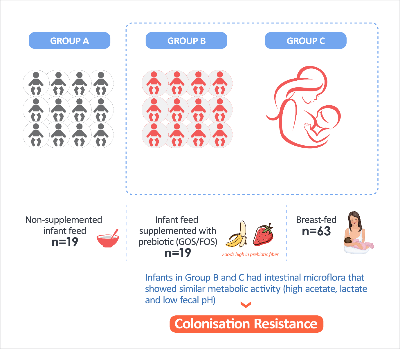 Intestinal flora in breast-fed vs infant feed containing prebiotic-fed infants (Adapted from Zierikzee et al., 2005)