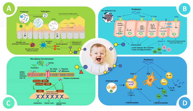 immunomodulatory