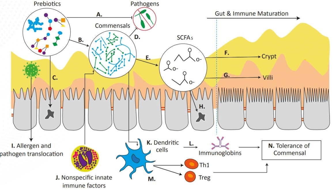 Effects of Prebiotics on Immunity figure 1