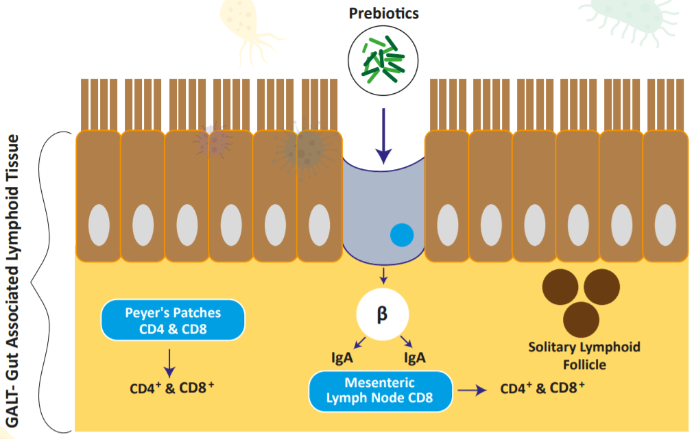 Effects of Prebiotics on Immunity figure 2