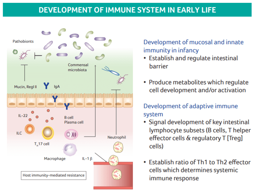 Components in Human Milk that facilitate Immunity through Gut figure 1