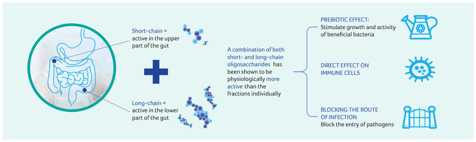 Components in Human Milk that facilitate Immunity through Gut figure 3