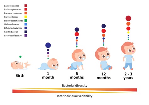 Pattern of Gut Colonization in Infants figure 2