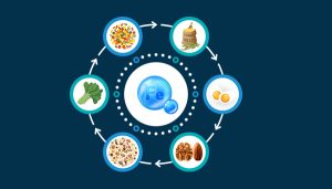 Iron rich Indian foods ready reckoner