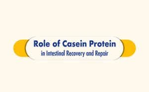 Role of Casein protein in intestinal recovery and repair
